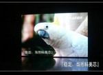 克拉玛依文艺演出LED电子屏幕供应与电子元器件应用